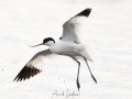 Avocette élégante