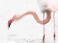 Flamant rose