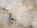 Gallinule poule d