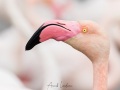 Flamant rose