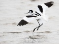 Avocette élégante