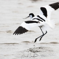 Avocette élégante