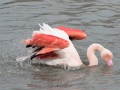 Flamant rose