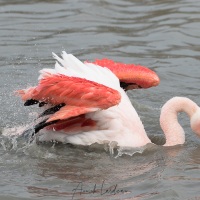 Flamant rose