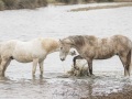 Cheval Camargue