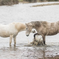 Cheval Camargue