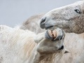 Cheval Camargue