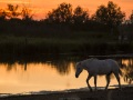 Cheval camarguais, Camargue