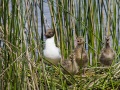 Mouette rieuse, Brenne
