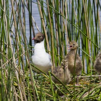 Mouette rieuse, Brenne