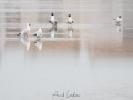 Mouette rieuse