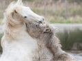 Cheval Camargue
