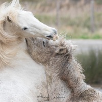 Cheval Camargue