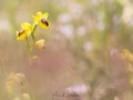 Ophrys jaune