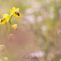 Ophrys jaune