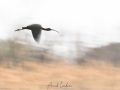Ibis falcinelle