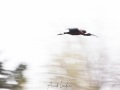 Ibis falcinelle
