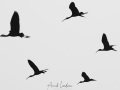 Ibis falcinelle