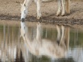 Cheval Camargue