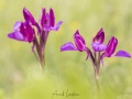 Orchis papillon