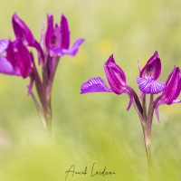 Orchis papillon