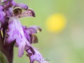 Orchis géant