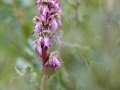 Orchis géant