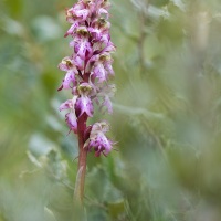 Orchis géant