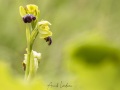 Ophrys sillonné