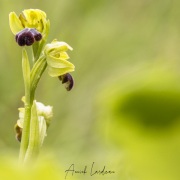 Ophrys sillonné