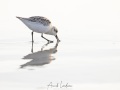Bécasseau sanderling