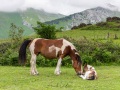 Paysage basque: jument et son poulain