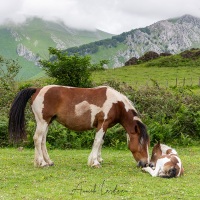 Paysage basque: jument et son poulain