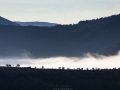 Brouillard matinal
