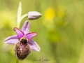 Ophrys de l