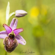 Ophrys de l'Aveyron