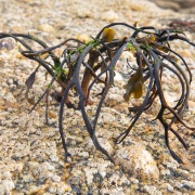 Algues sur  les rochers à marée basse