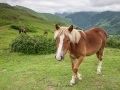 Paysage basque: ch curieux