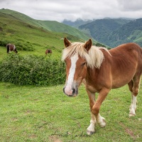 Paysage basque: ch curieux