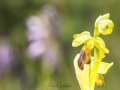 Ophrys sillonné