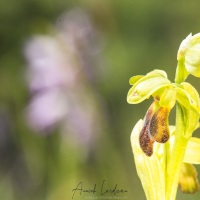 Ophrys sillonné