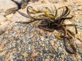 Algues sur les rochers à marée basse