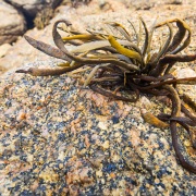 Algues sur les rochers à marée basse