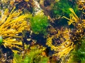 Algues dans les rochers à marée basse
