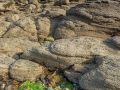 Rochers à marée basse