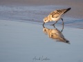 Bécasseau sanderling