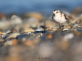 Bécasseau sanderling