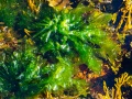 Algues dans les rochers à marée basse
