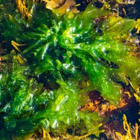 Algues dans les rochers à marée basse