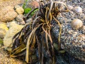 Algues sur les rochers à marée basse